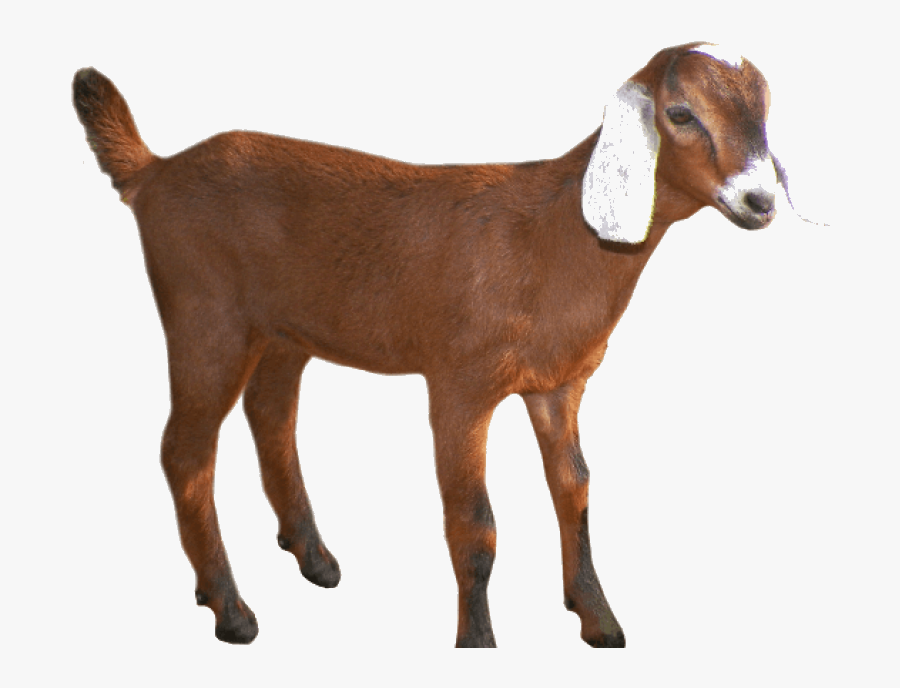 Goat Free Oats Head Clipart Group Transparent Background - Brown Goat Png, Transparent Clipart