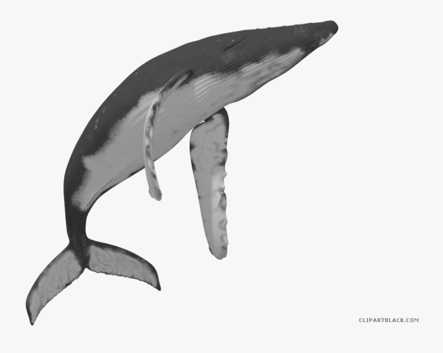 Whale Clipart Library - Whale Photo No Background, Transparent Clipart