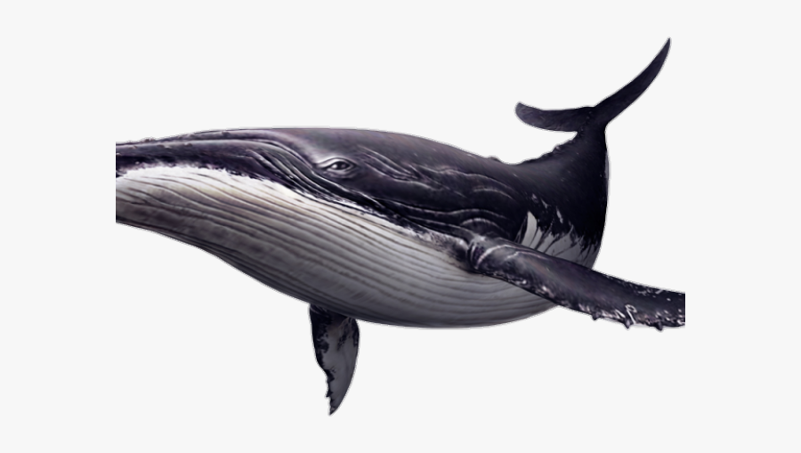 Blue Whale Png, Transparent Clipart