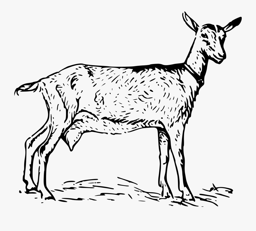 Goat 2 Bclipart - Goat Black And White Clip Art Transparent, Transparent Clipart