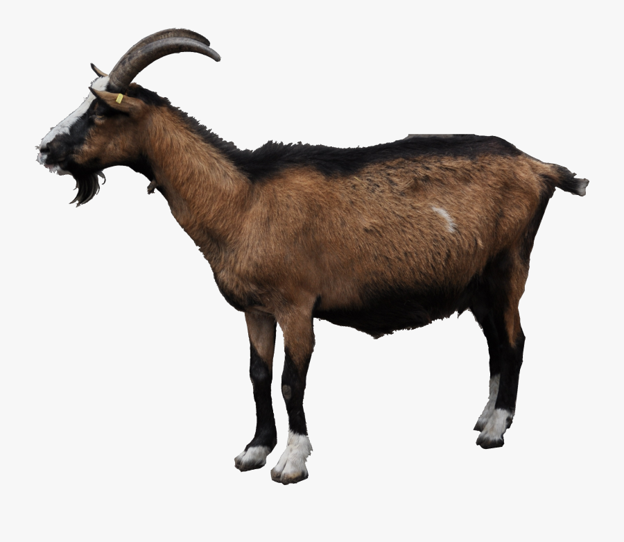 Transparent Mountain Goat Png - Illustration, Transparent Clipart