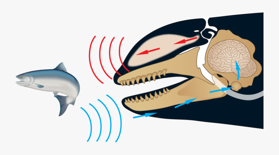 Orca Clipart Head - Whales Echolocation, Transparent Clipart