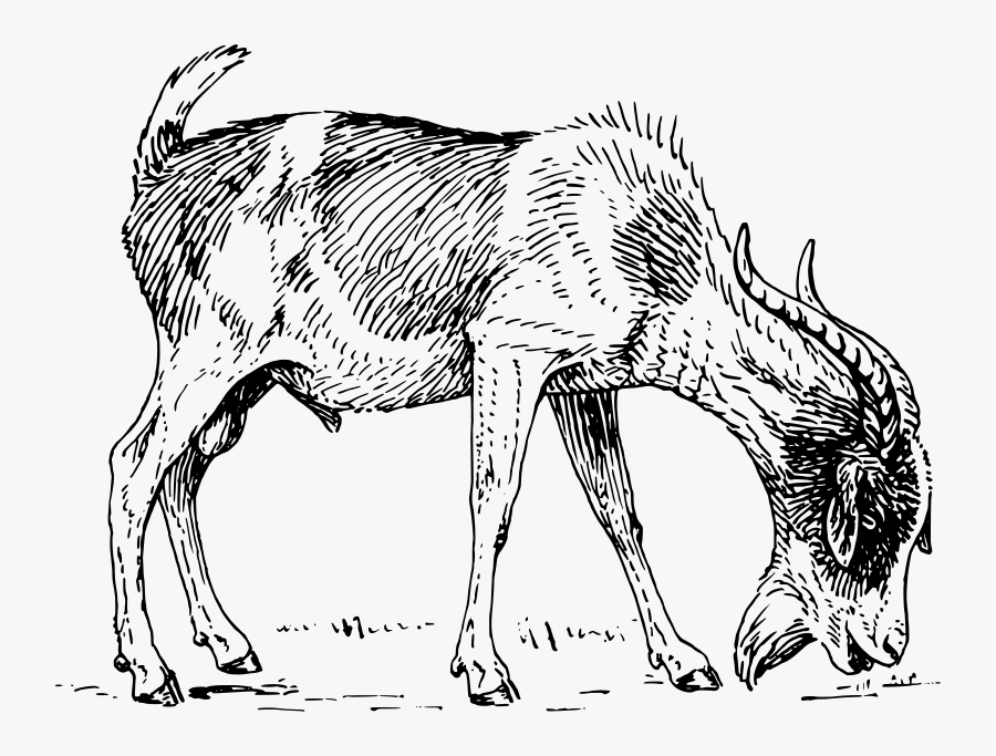 Goat - Goat Eating Grass Outline, Transparent Clipart