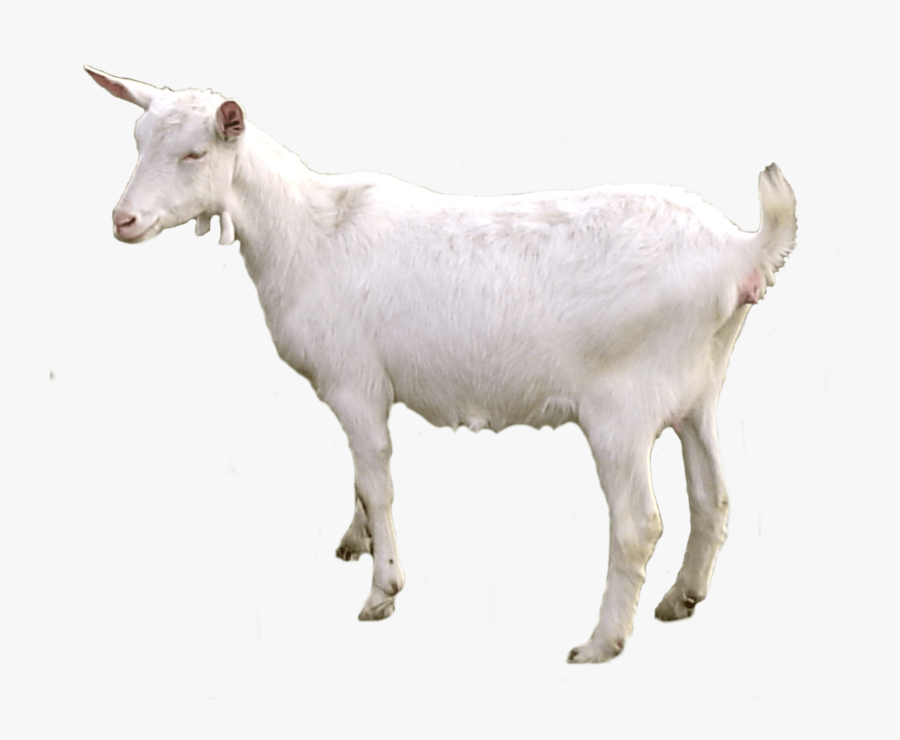 Goat - Goat Transparent Png, Transparent Clipart