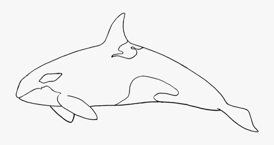 Clip Art Collection Of Free Drawing - Tucuxi, Transparent Clipart