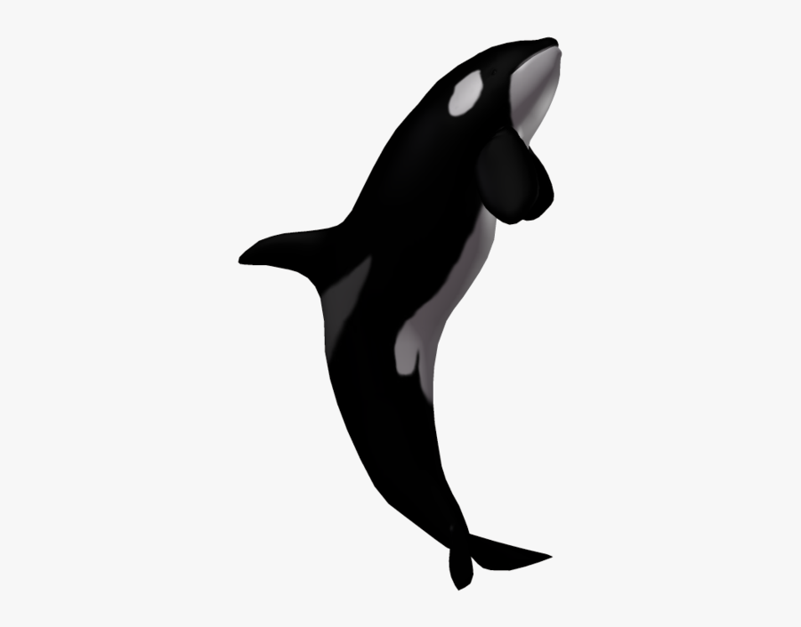Orca Clipart Killer Whale - Killer Whale No Background, Transparent Clipart
