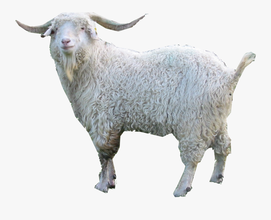 Goat Clipart Png - 10 Janwar Jo Jannat Mein Jayenge, Transparent Clipart