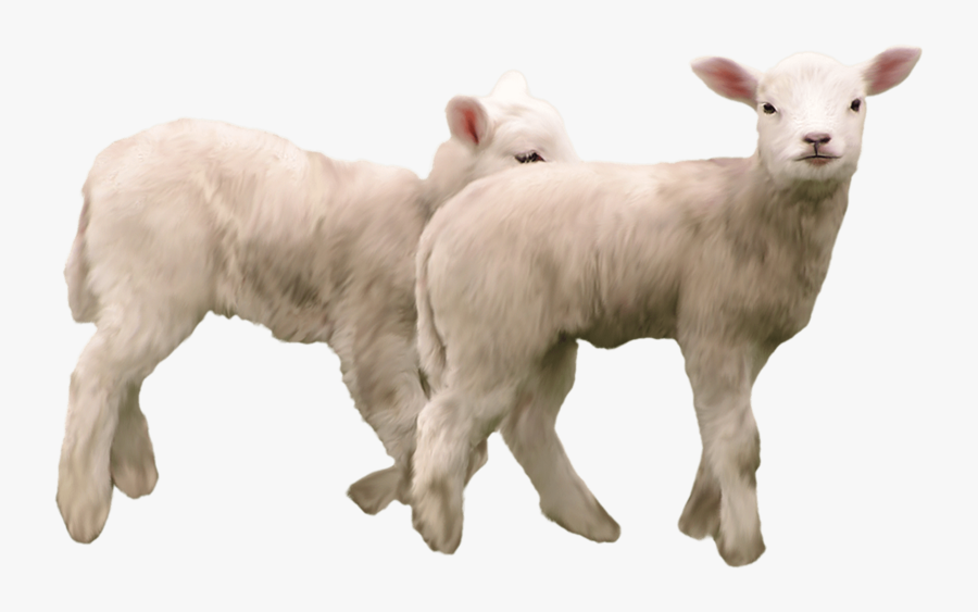 Goat - Kid Goat Png, Transparent Clipart