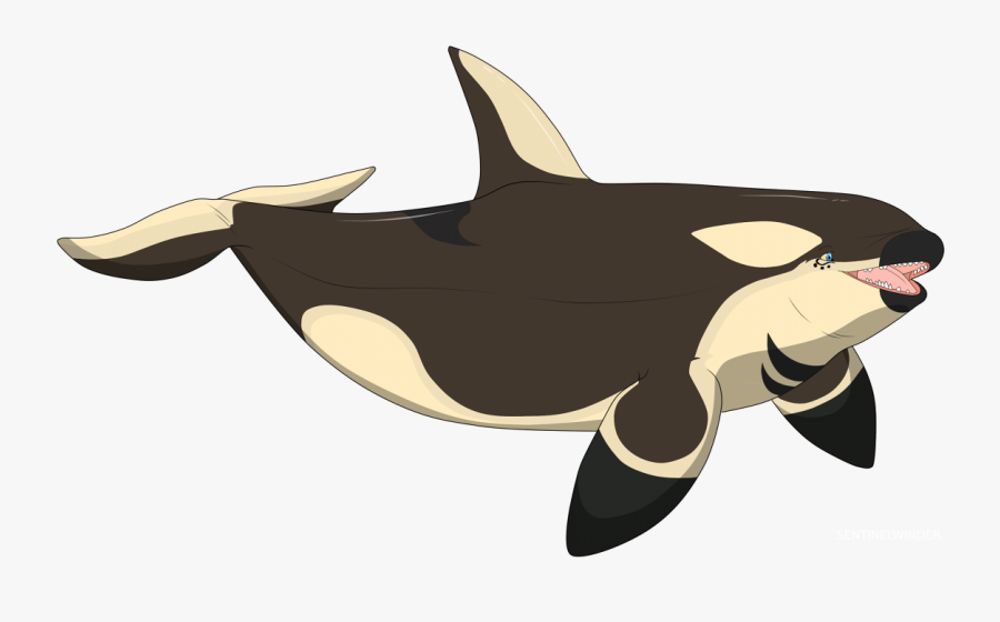 Transparent Orca Whale Clipart - Cartoon, Transparent Clipart
