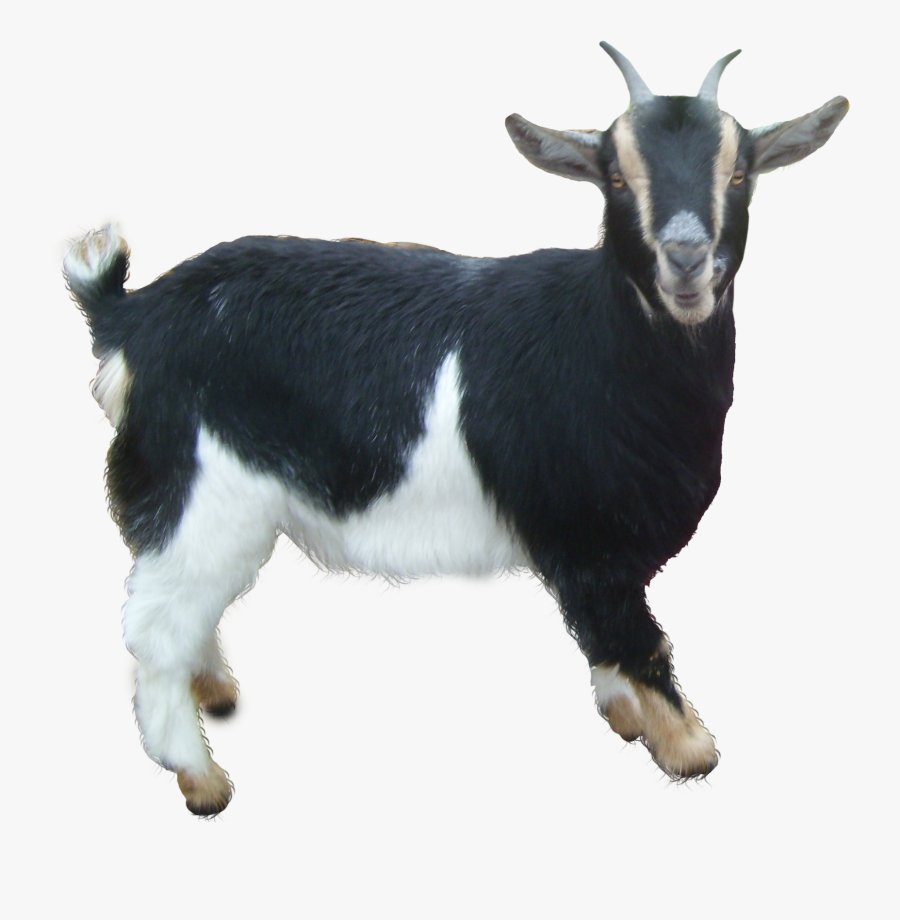 Goat - Black Goat Png, Transparent Clipart