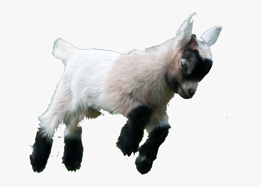 Clip Art Baby Goat Jumping - Baby Goat Transparent Background, Transparent Clipart