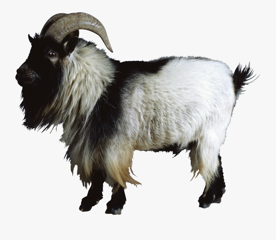 Goat - Mountain Goat No Background, Transparent Clipart