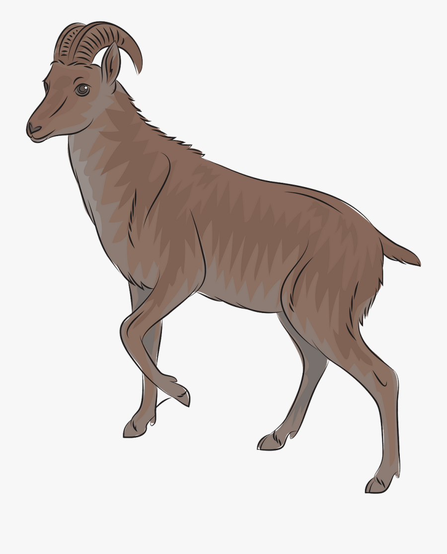 Bongo, Transparent Clipart