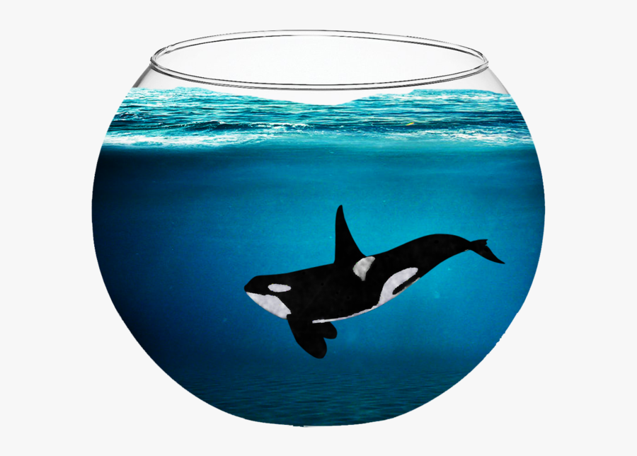 Whale In A Fishbowl, Transparent Clipart