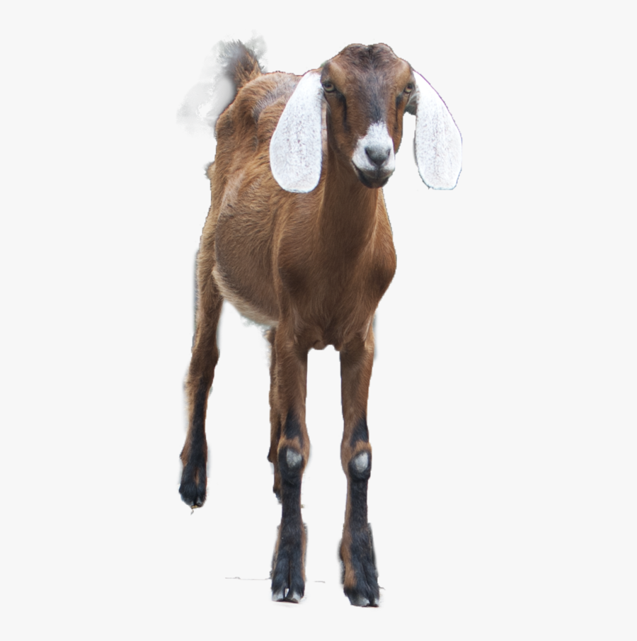 Goat - Khwab Mein Qurbani Hote Dekhna, Transparent Clipart