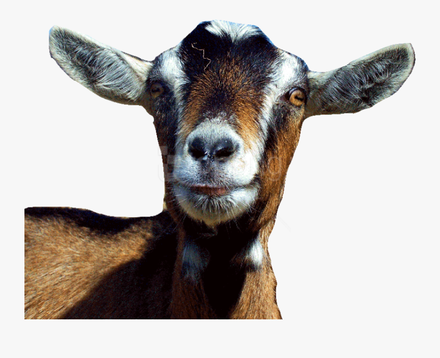 Goat Face Png Goat Png Face - Imran Khan Funny Clip, Transparent Clipart