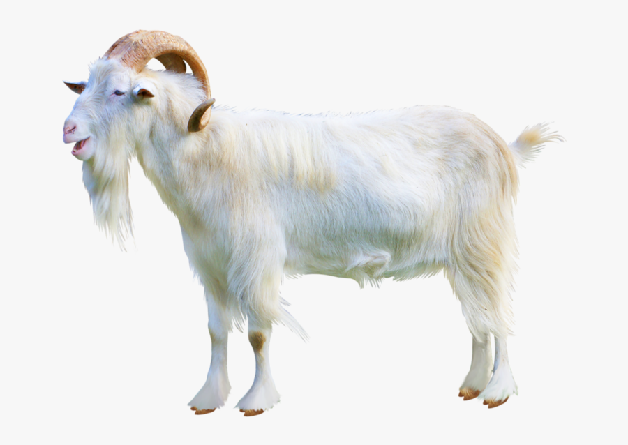 Sheep Goat Hybrid Cattle Ahuntz Sheep Goat Hybrid - Transparent Background Goat Png, Transparent Clipart