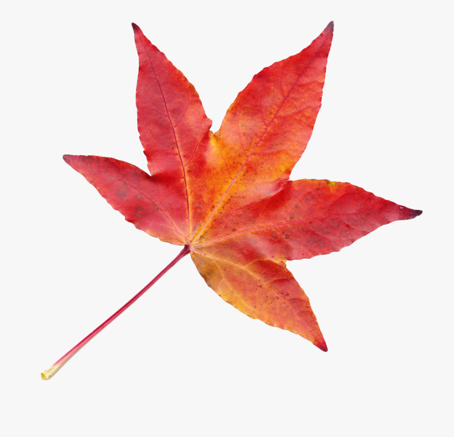 Autumn Leaves, Image, Art, Art Background, Fall Leaves, - Autumn Leaf Transparent Png, Transparent Clipart