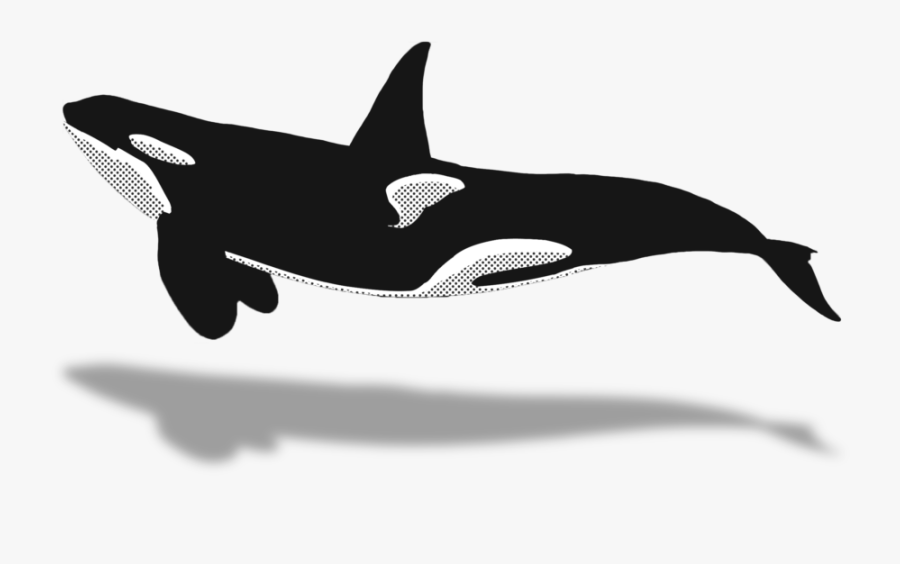 Whale Black And White Clipart Animal - Killer Whale, Transparent Clipart