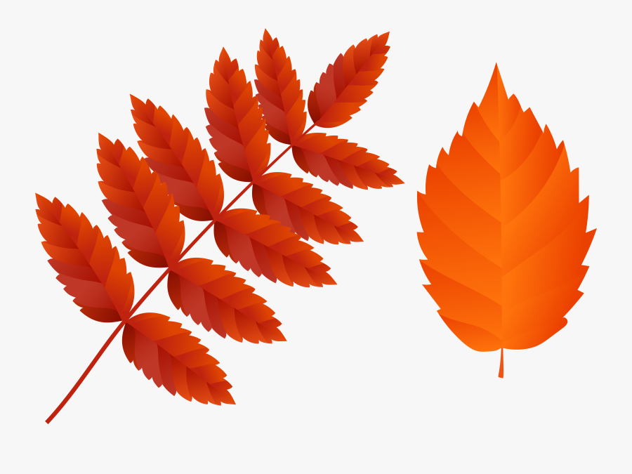 Orange Fall Leaves Clipart - Fall Leaf Png, Transparent Clipart