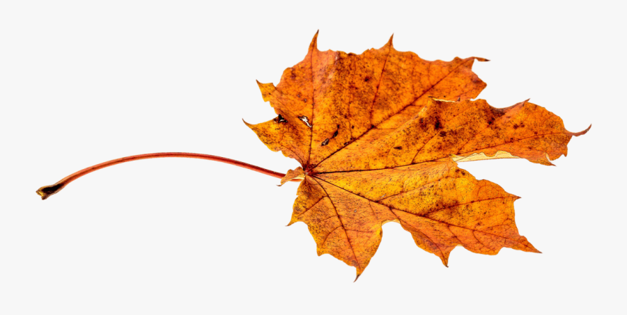 Autumn Leaf Clipart 27, - Autumn Leaves Png, Transparent Clipart