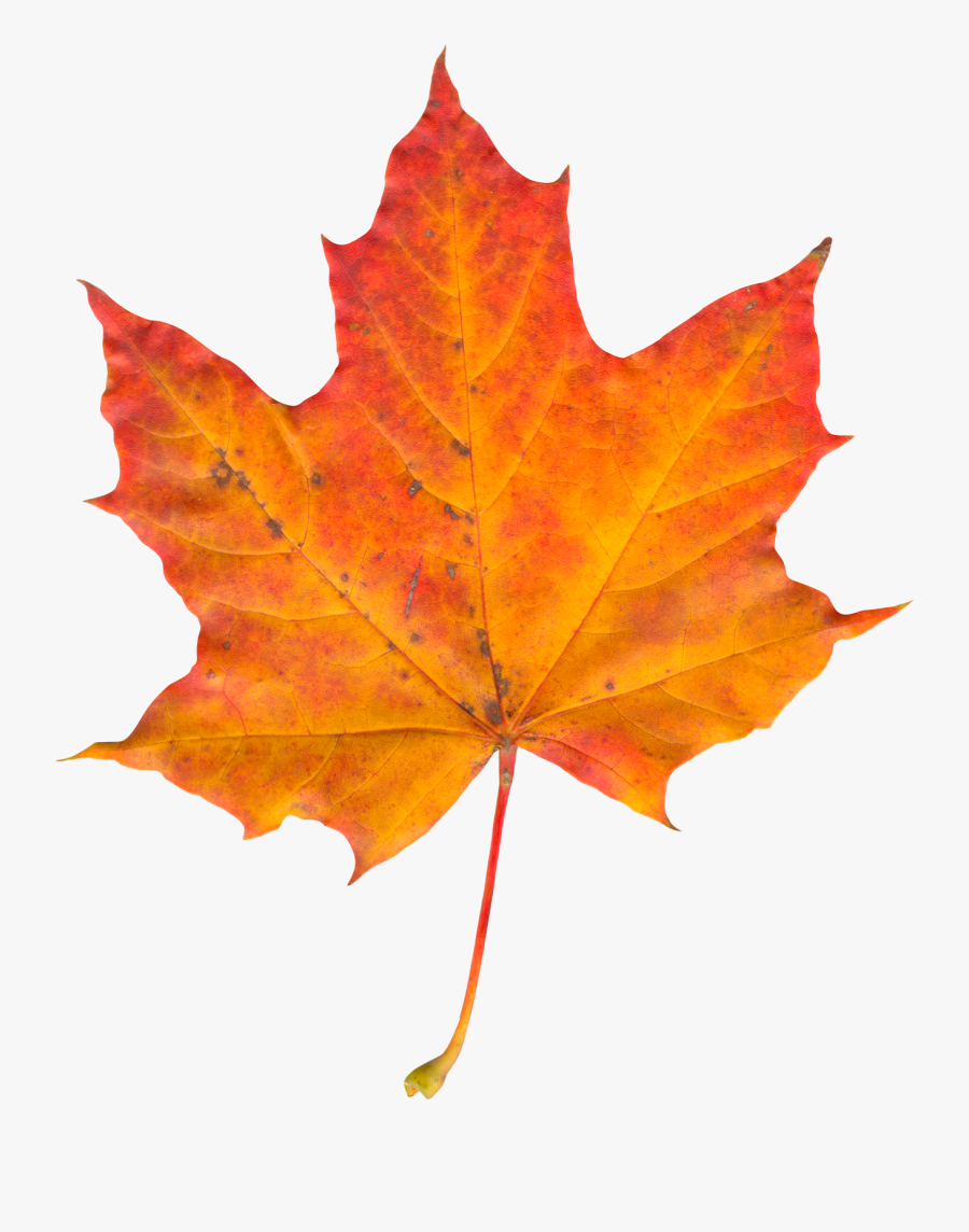 Autumn Leaf Png Image - Transparent Fall Leaf Png, Transparent Clipart