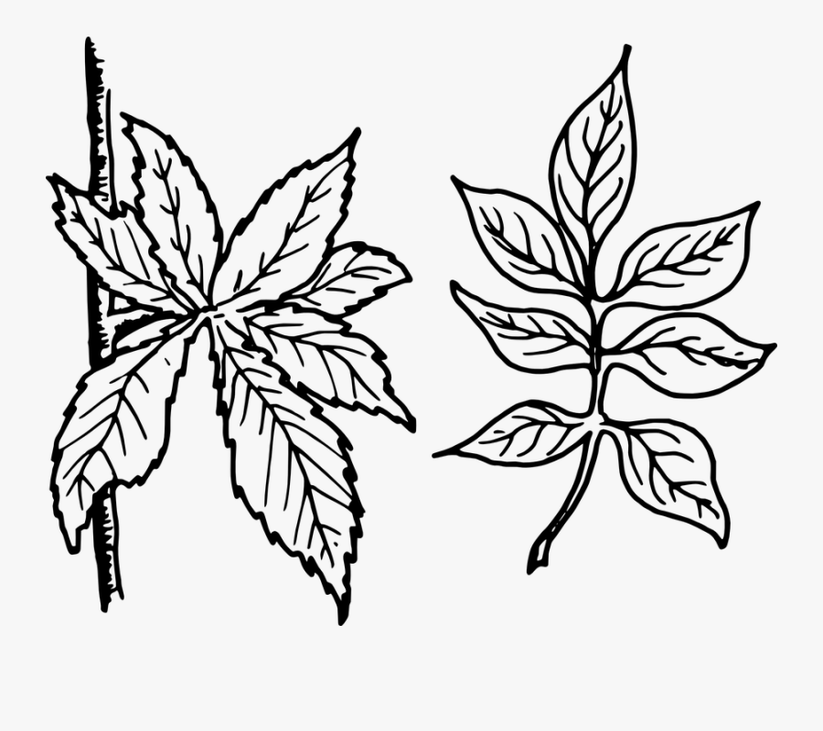 Free Vector Graphic Tree Leaves Leaves Botany Plant - Neem Leaves Free Vector, Transparent Clipart