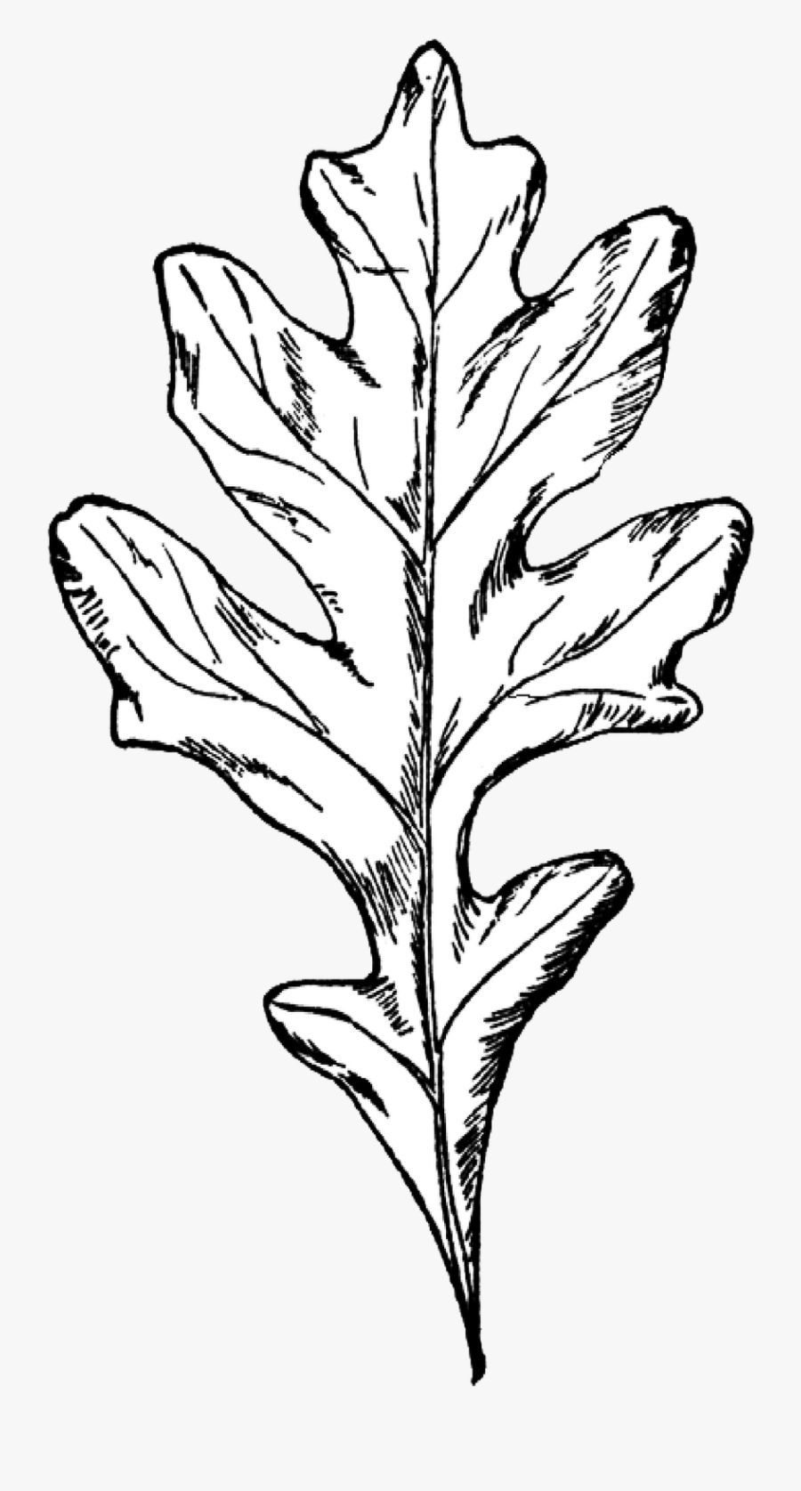 Oak Clipart Black And White - White Oak Leaf Clipart, Transparent Clipart