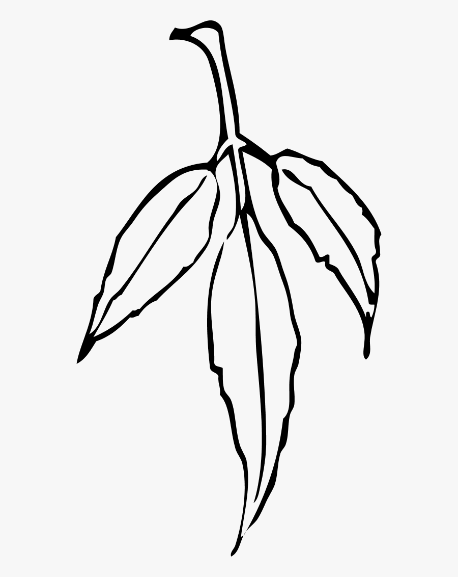 Leaf - Three Leaf Clipart Black And White, Transparent Clipart
