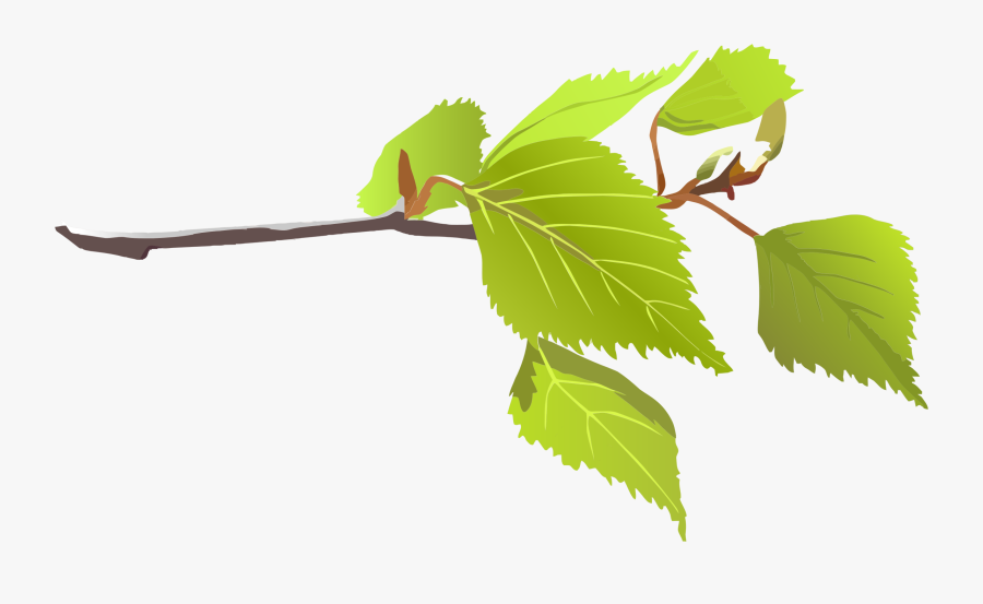 Star Clipart Leaf Tree - Leaves On A Branch, Transparent Clipart