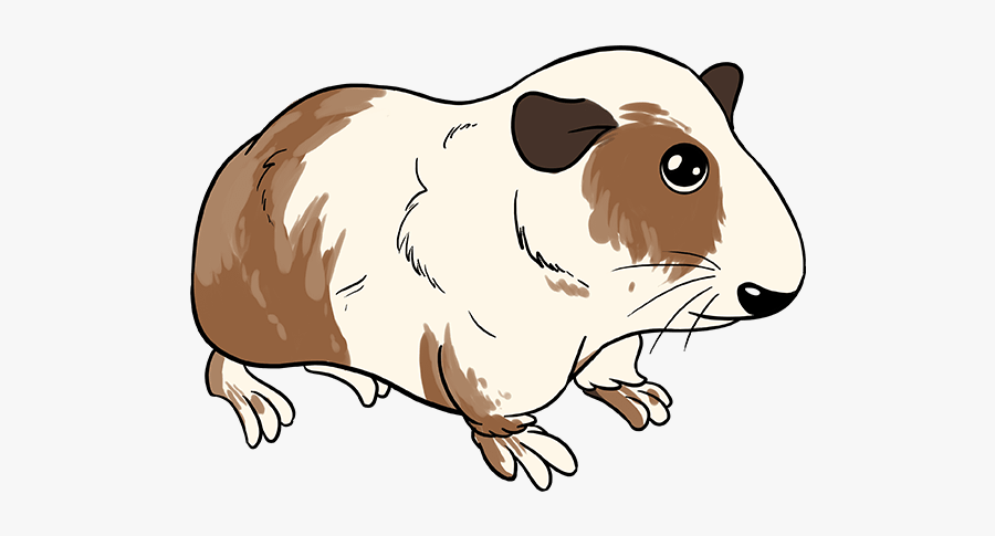 How To Draw Guinea Pig - Cartoon Guinea Pig Drawing, Transparent Clipart