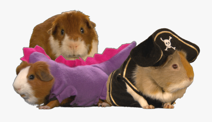 Clip Art Images Of Guinea Pigs - Guinea Saurus Rex, Transparent Clipart