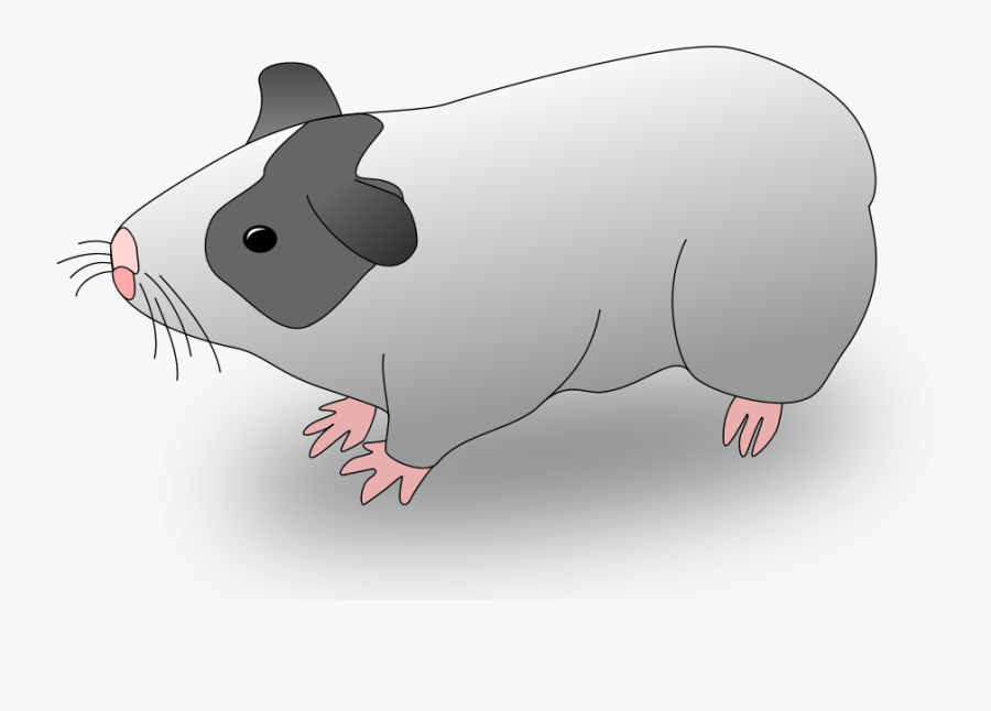 Guinea Pig - Sketsa Gambar Hamster, Transparent Clipart