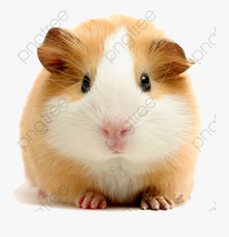 Guinea Clipart Transparent Background - Guinea Pig White Background, Transparent Clipart