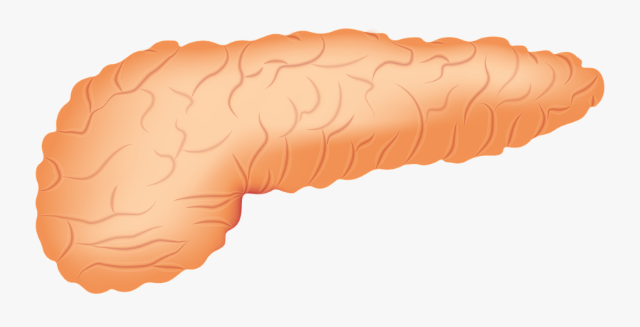 Drug Combination Treatment Of Pancreatic Cancer Tested - Pancreas Organ Png, Transparent Clipart