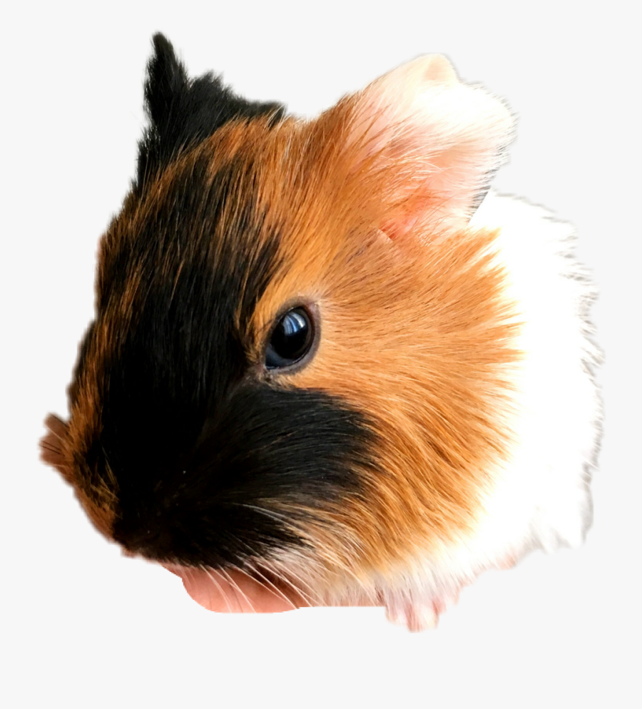 Clip Art Sticker By Ravennah Black - Guinea Pigs With A Horn, Transparent Clipart