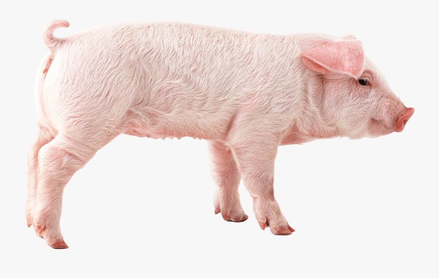 Guinea-pig - Pig Transparent Background, Transparent Clipart