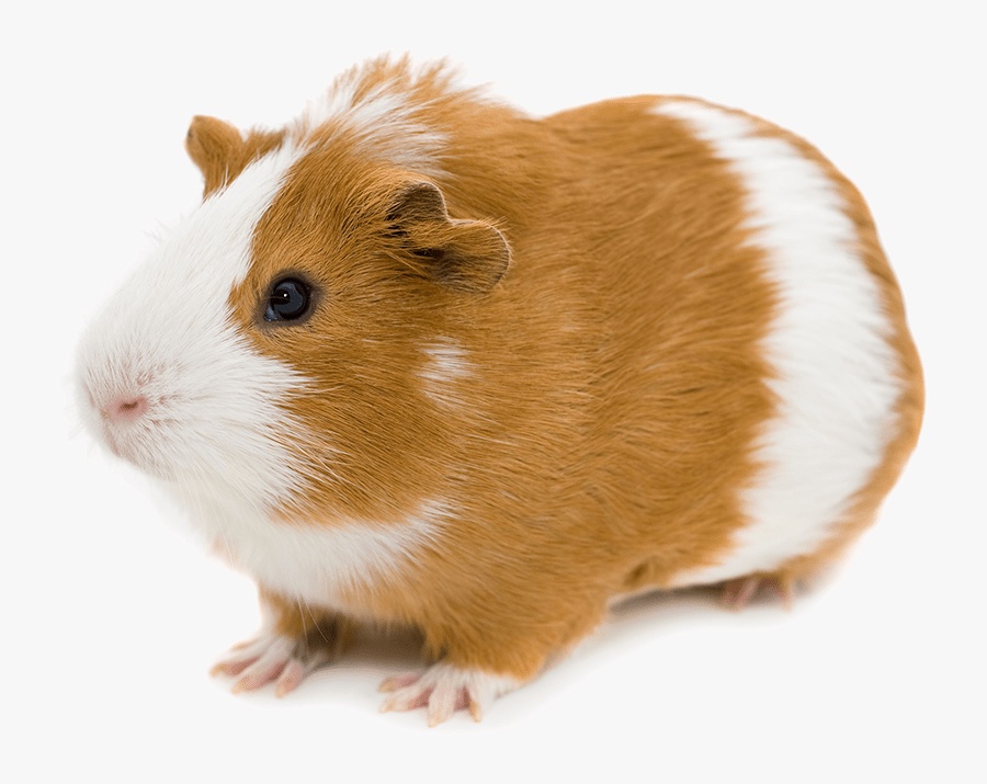 Transparent Hamster Png - Red And White Guinea Pig, Transparent Clipart