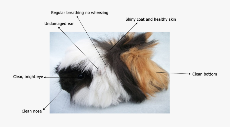 Picture - Peruvian Boar Guinea Pig, Transparent Clipart