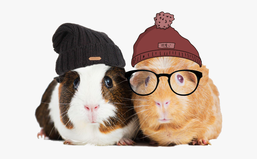 Scguineapigs Guineapigs Freetoedit Guineapig Guinea - Guinea Pigs Best Friends, Transparent Clipart