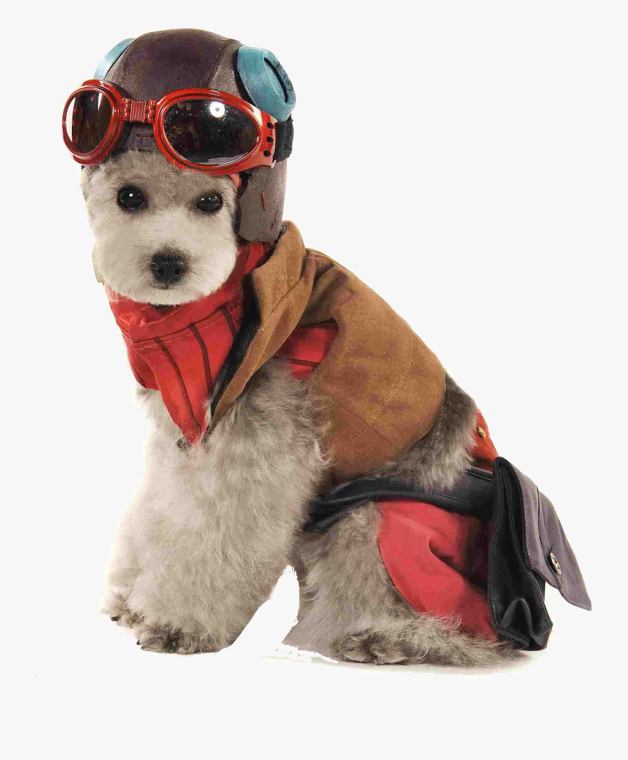 Teddy Guinea Breed Dog Pig Aitai Can Clipart - Companion Dog, Transparent Clipart