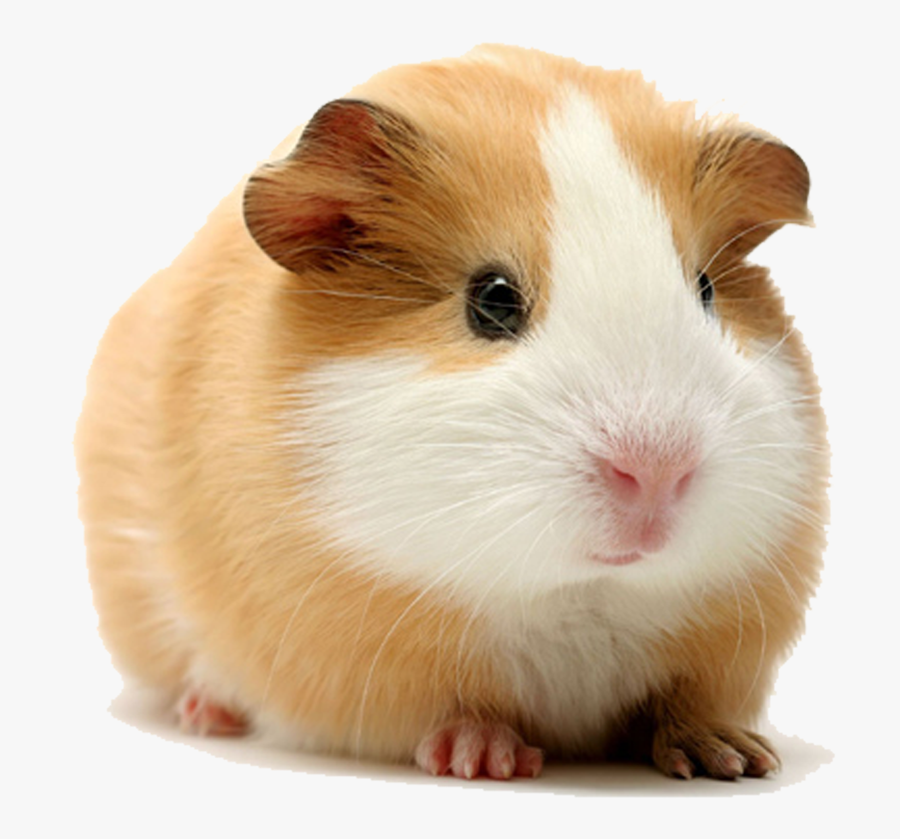 Guinea Pig Png Jpg - Transparent Background Guinea Pig Png, Transparent Clipart