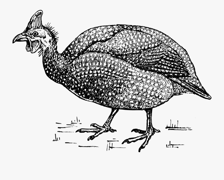Guinea Fowl Svg Clip Arts - Drawing Of Guinea Fowl, Transparent Clipart