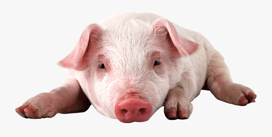 Physically Impossible For Pigs To Look Up Into The, Transparent Clipart