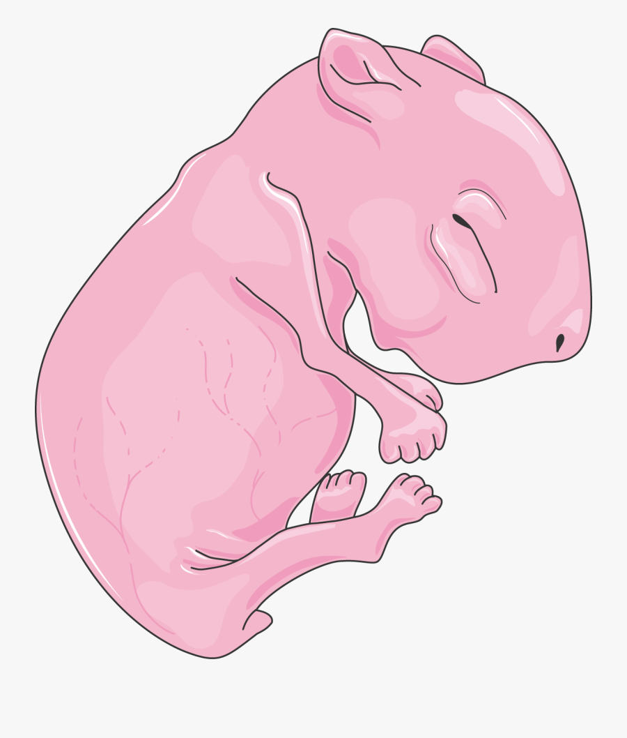 Rat Nouveau-né - Neonatal Rat, Transparent Clipart