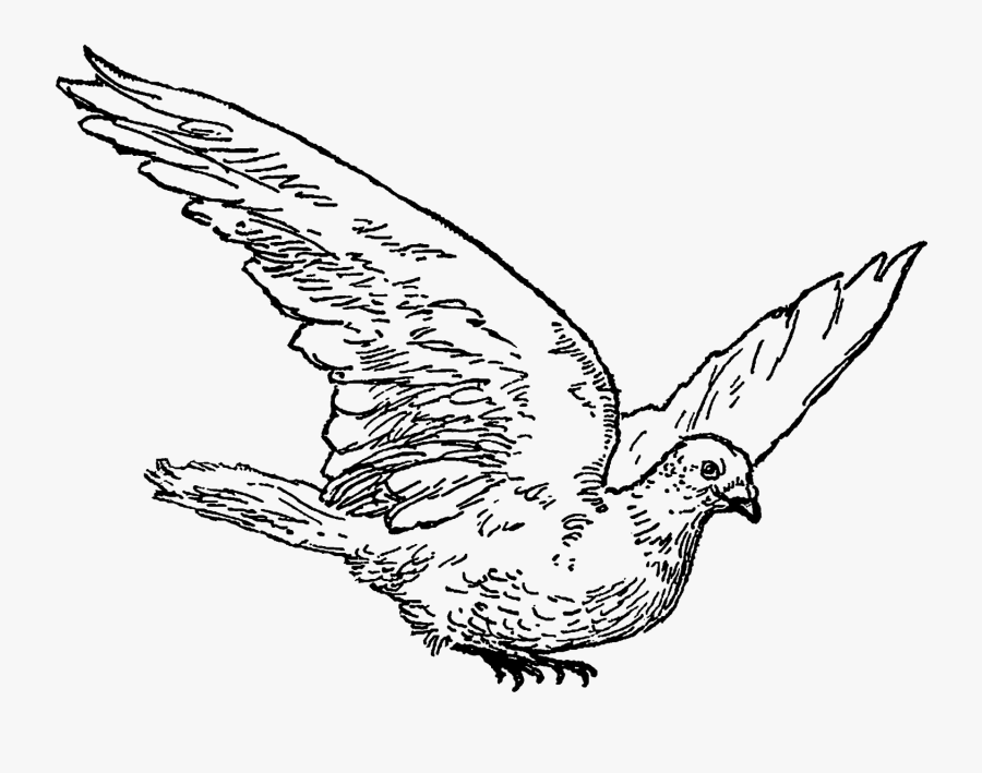 Transparent Dove Clipart - Vintage Dove Clipart, Transparent Clipart