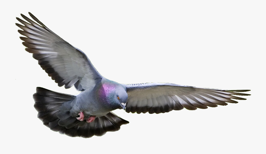 Dove Transparent Png Pictures - Transparent Background Flying Pigeon Png, Transparent Clipart