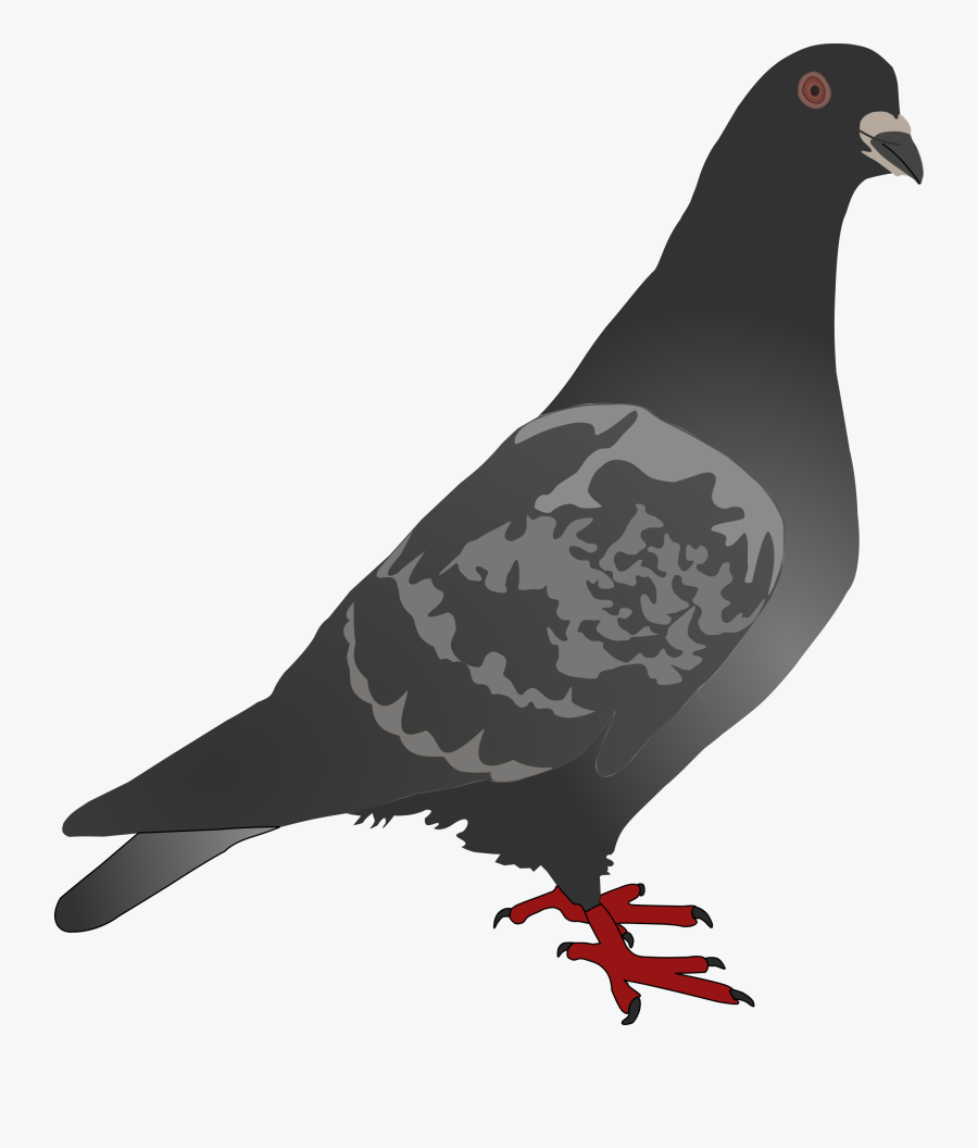 Bird,pigeons And Doves,beak - Black Pigeon Png, Transparent Clipart