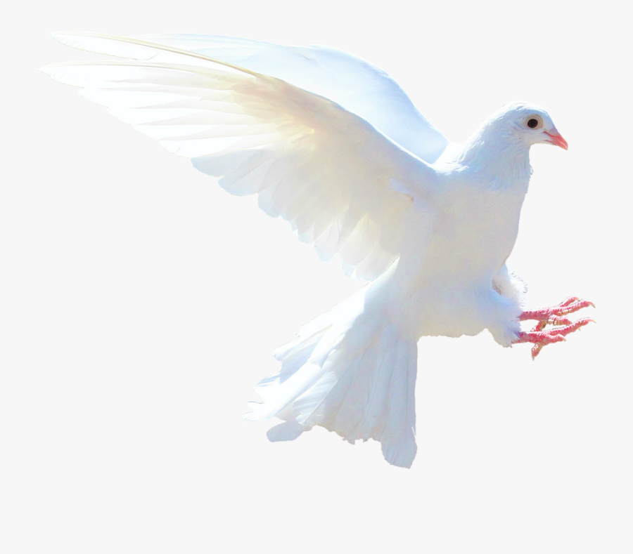 Clip Art Images Of The Holy Spirit - Holy Spirit Dove Transparent, Transparent Clipart