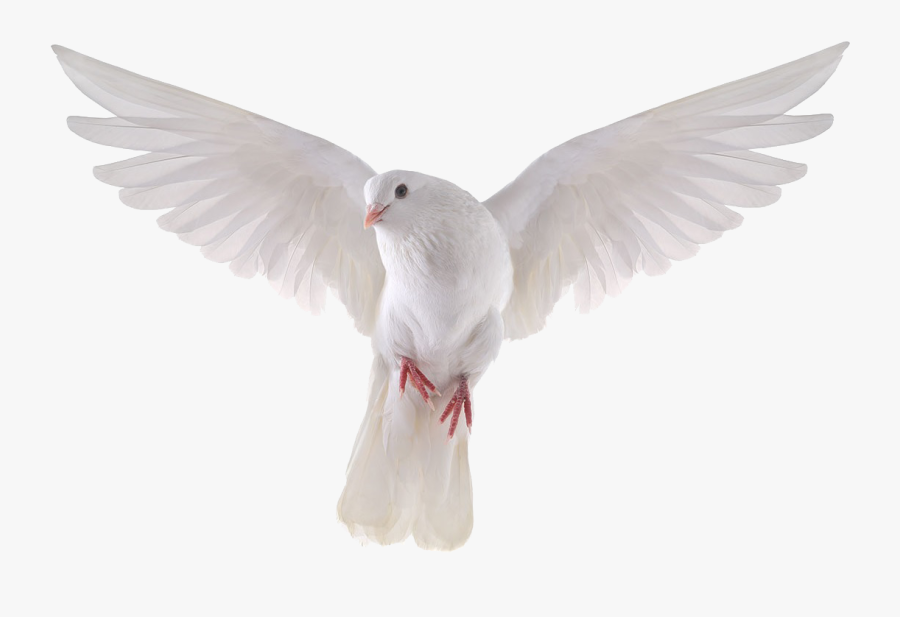 Download Pigeon Png Images - Transparent Background Dove Png, Transparent Clipart
